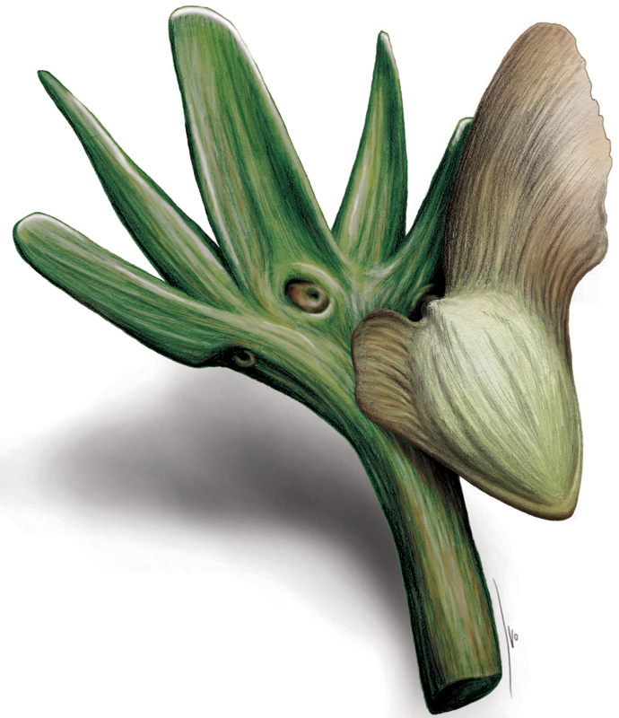 Artists reconstruction of a seed-bearing shoot of Manifera talaris . Drawing by Ivo Duijnstee