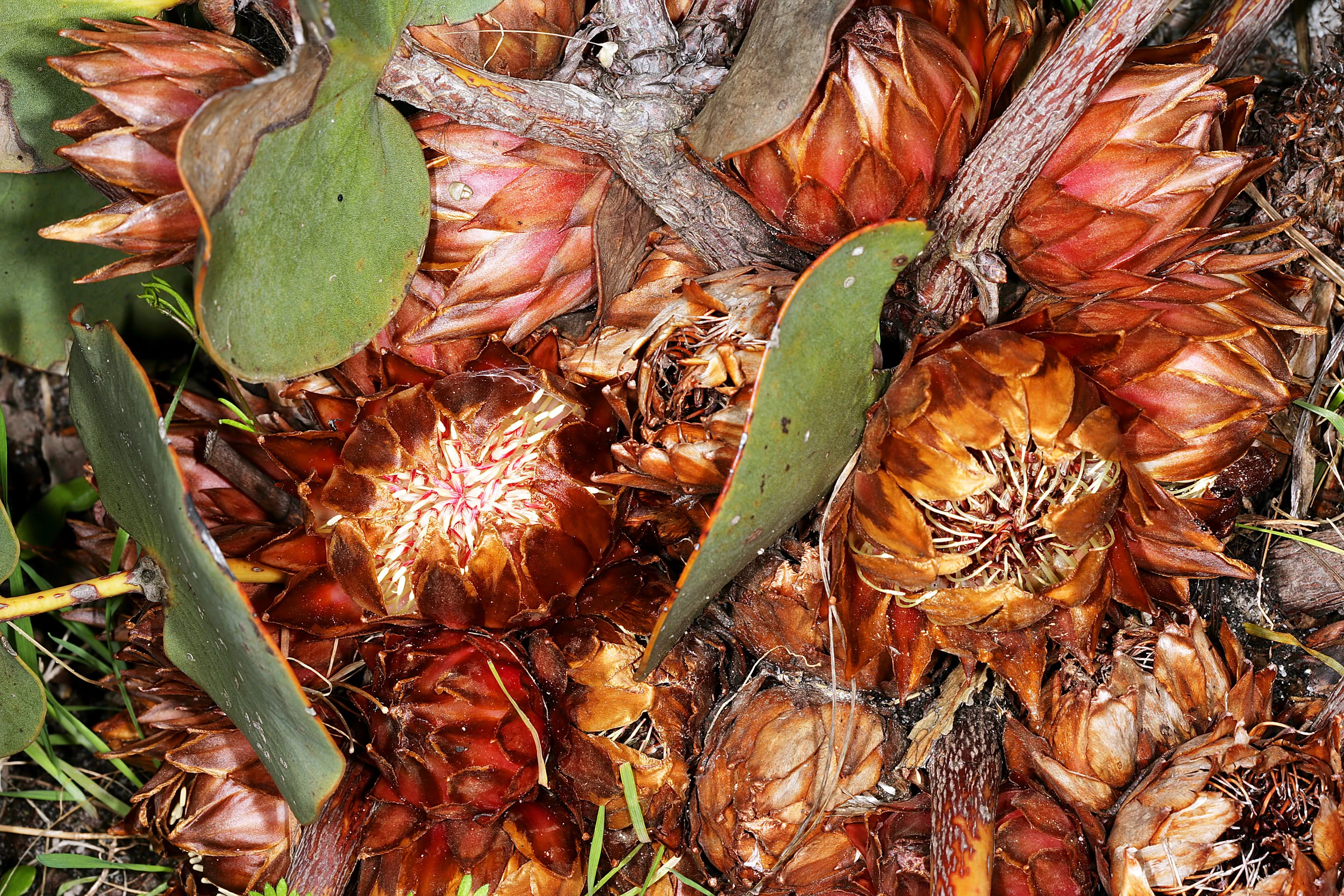 The inconspicuous floral display of Protea cordata .