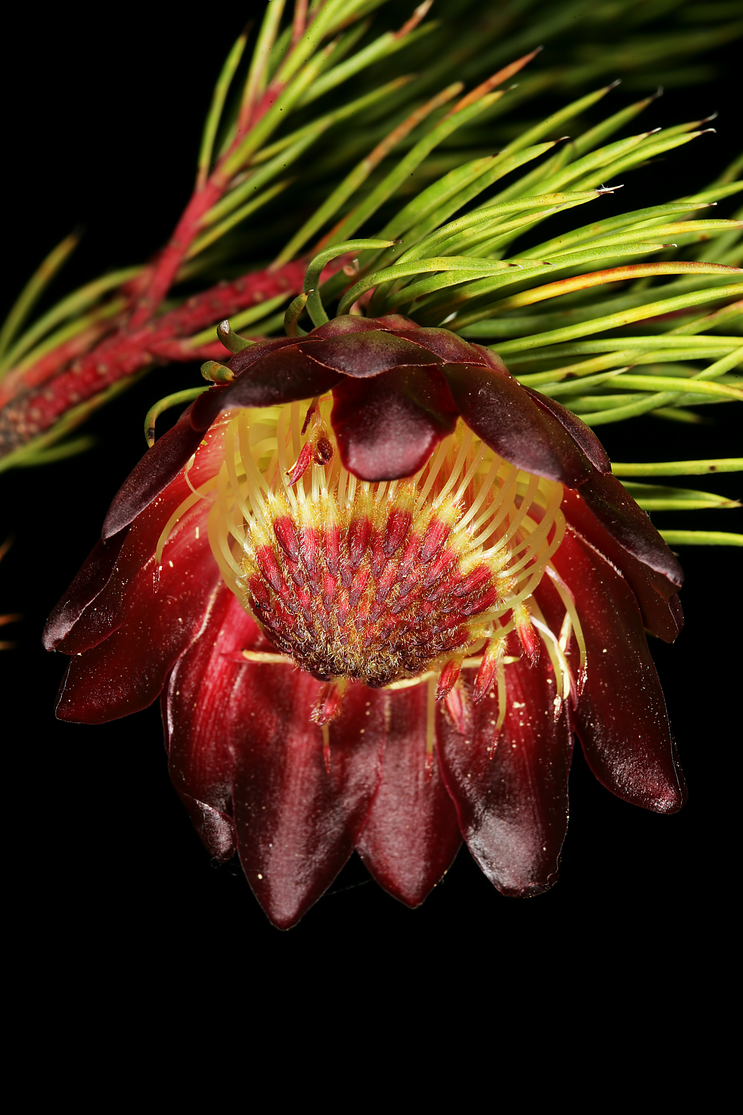 Protea nana