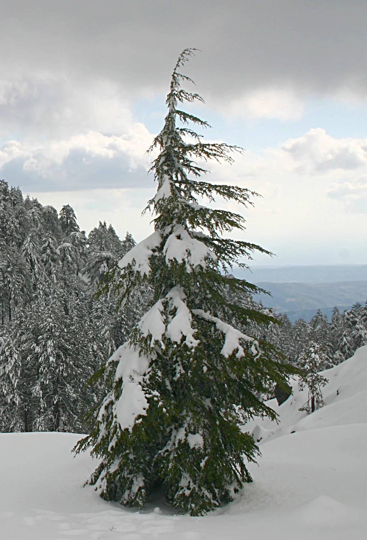 Cedrus libani