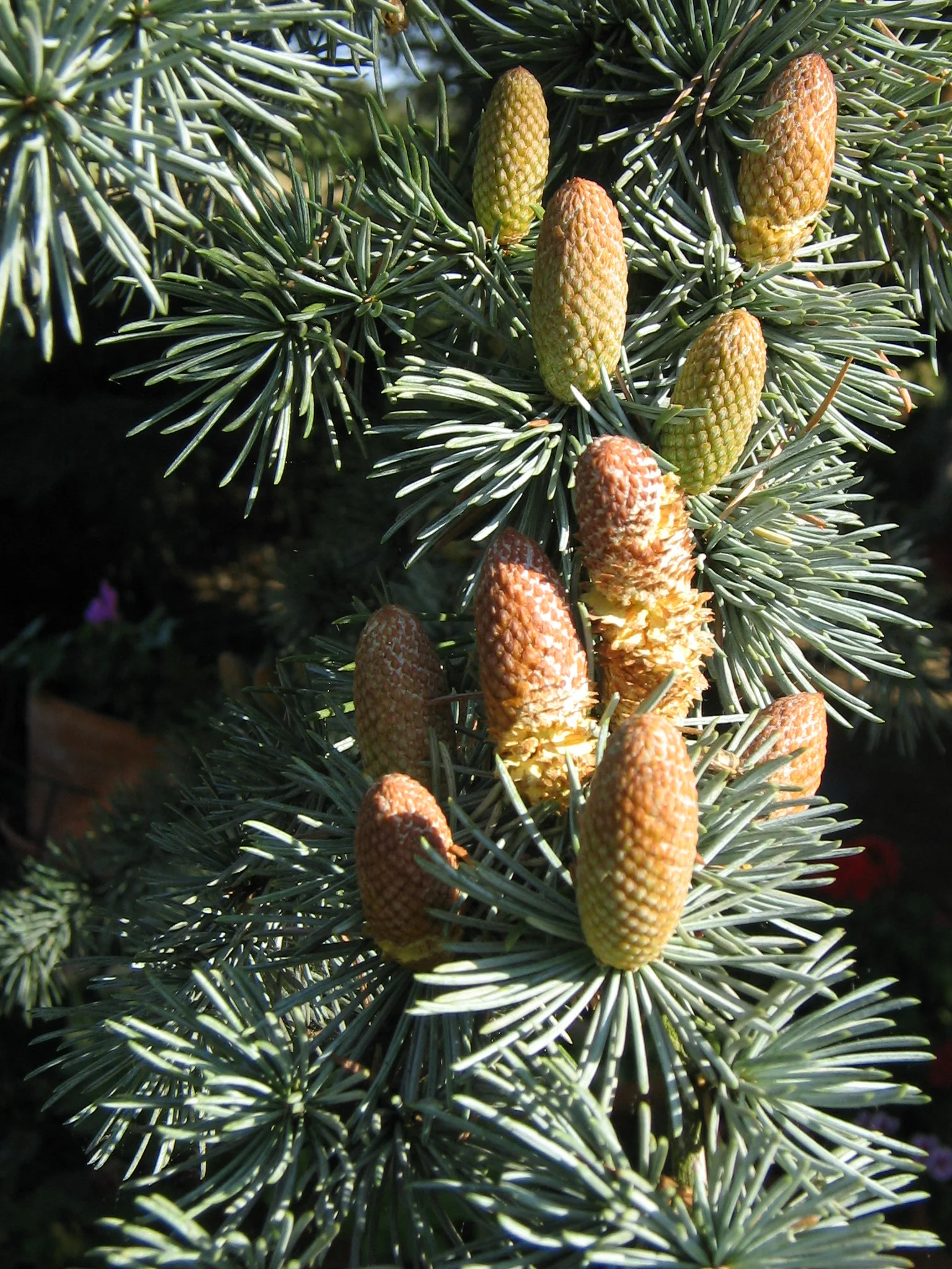 Male cones of Cedrus atlantica