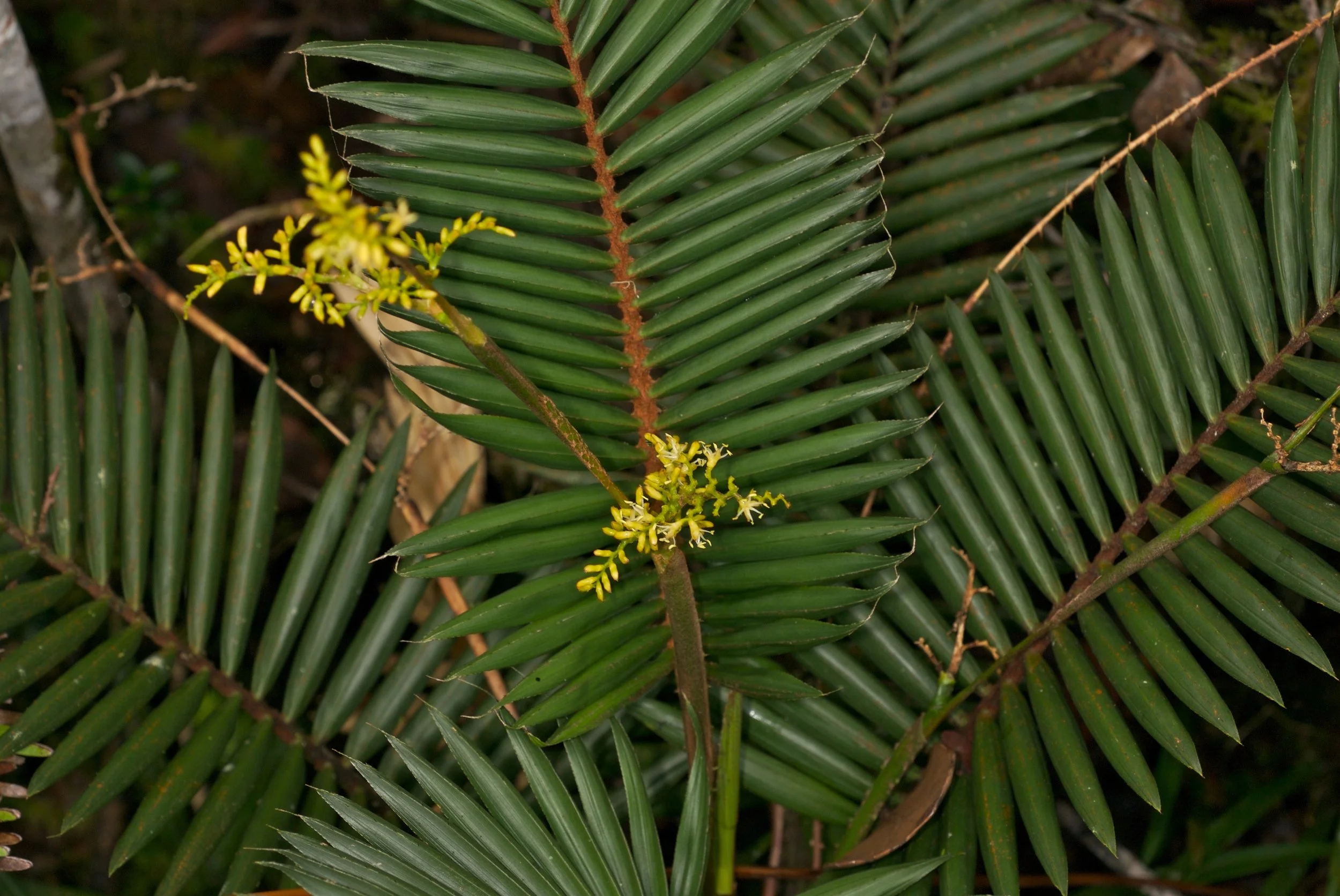Calamus_gibbsianus.jpg