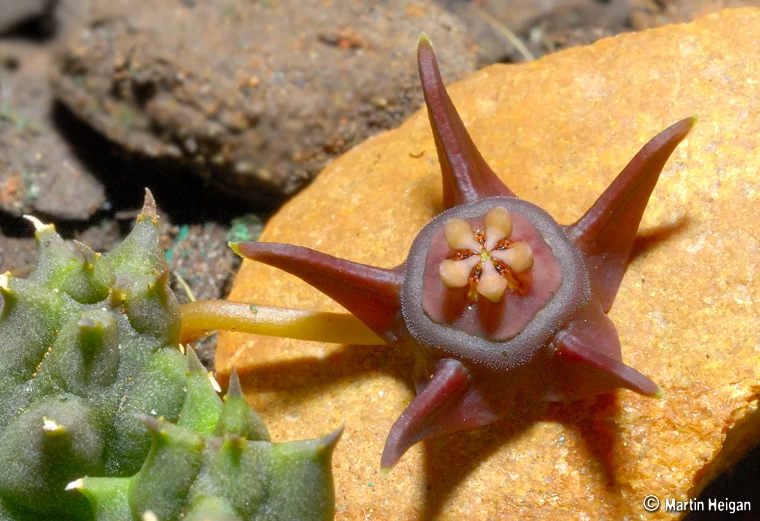 Ceropegia ( Duvalia ) modesta