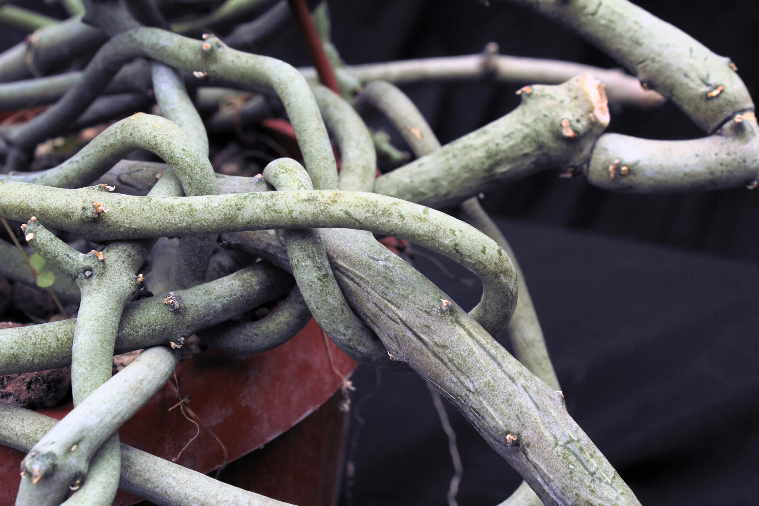 The succulent stems of Ceropegia cimiciodora .