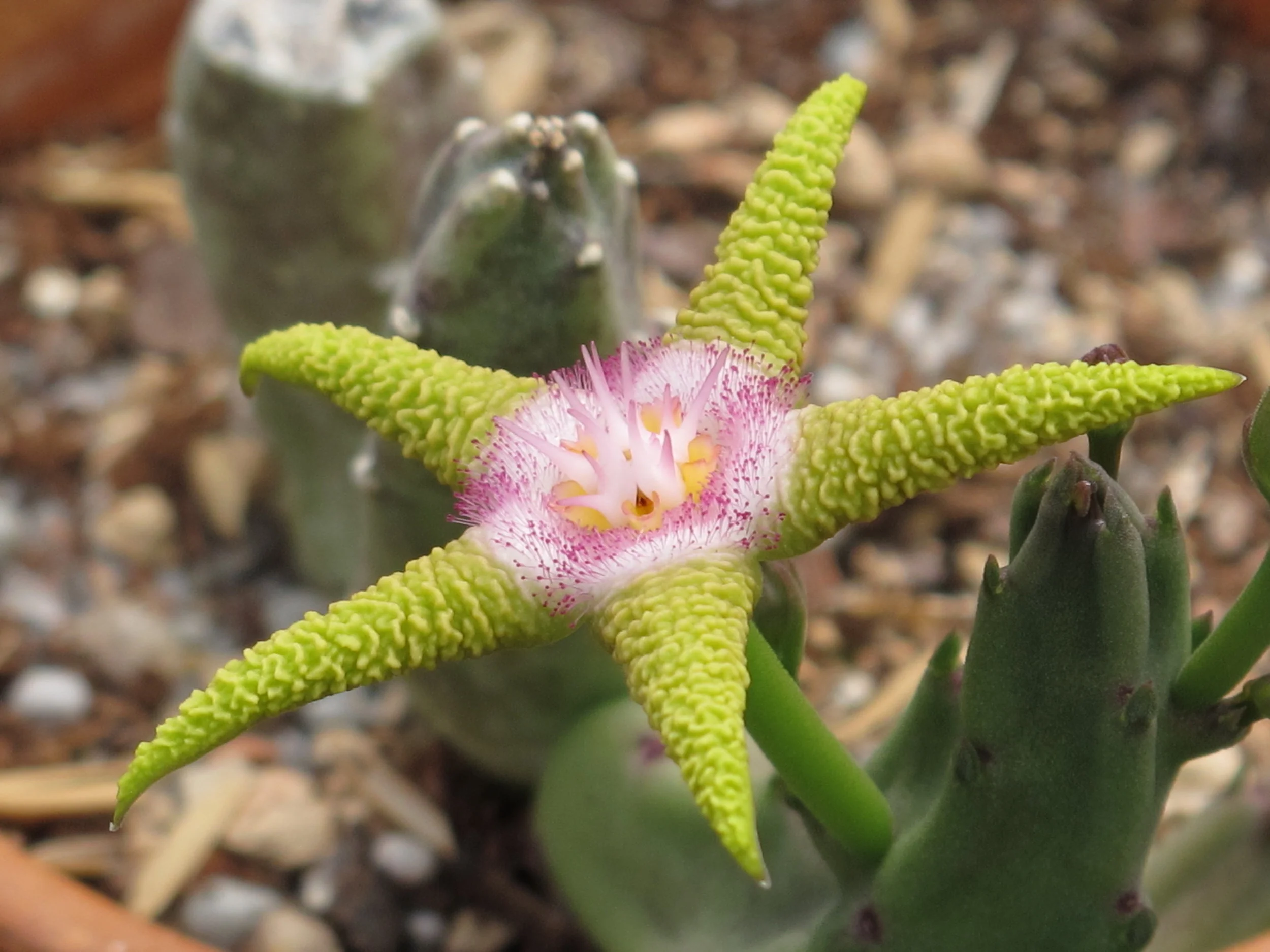 Ceropegia ( Stapelia ) flavopurpurea