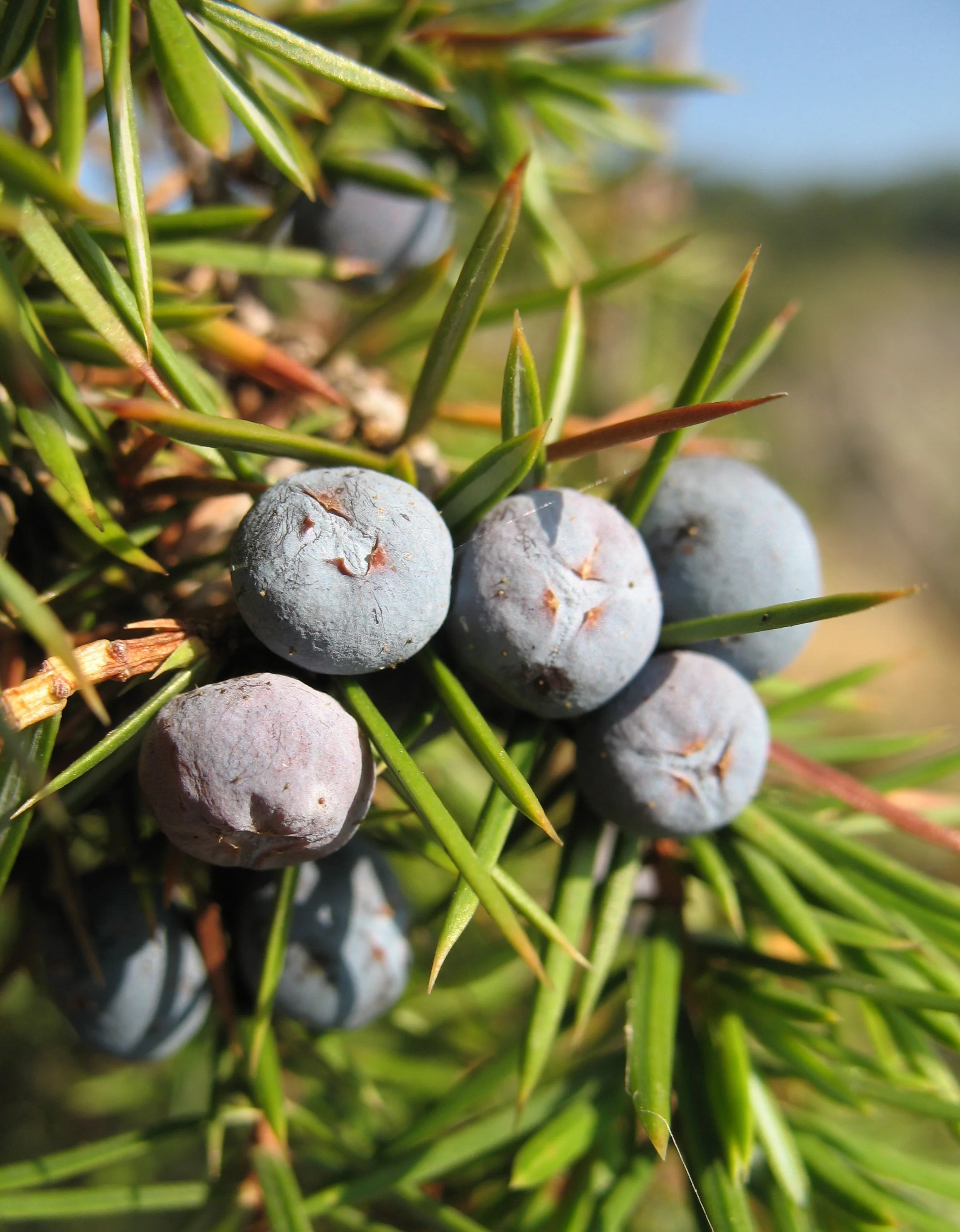 The berry-like cones of Juniperus communis .