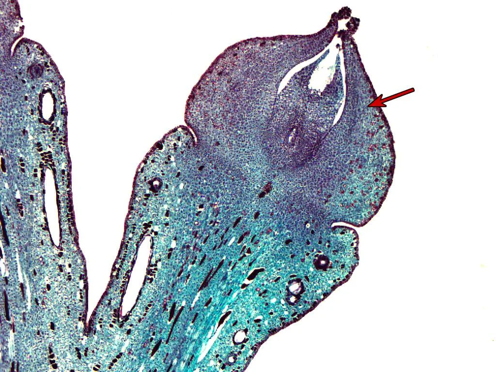 Cross section of a Ginkgo ovule with red arrow showing the integument. Photo copyright Bruce Kirchoff, Licensed under CC-BY