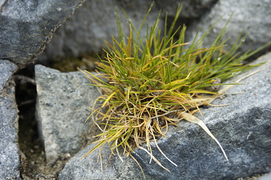 Antarctic hair grass ( Deschamsia antarctica )