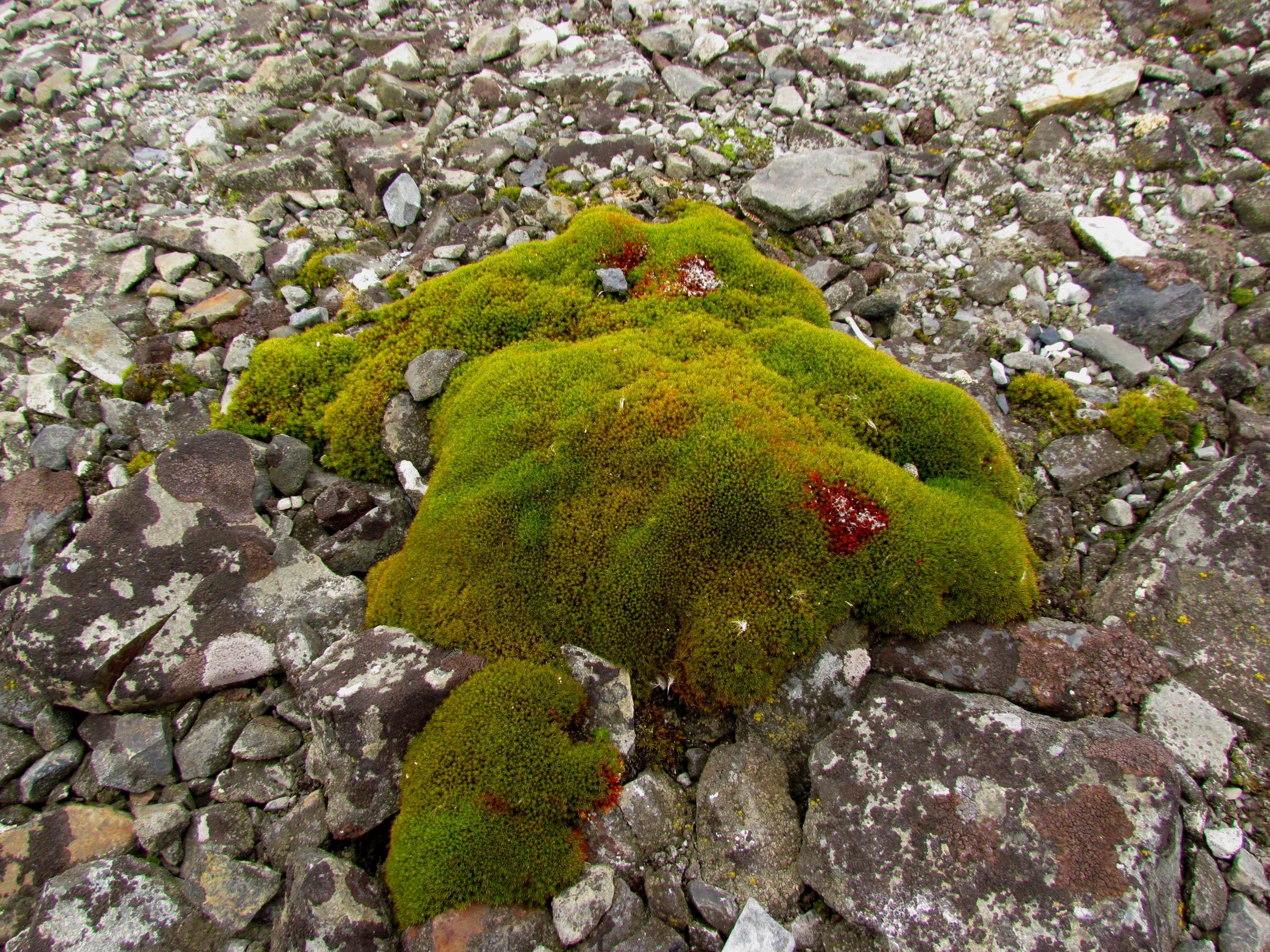 Musgo_Antartico.jpg