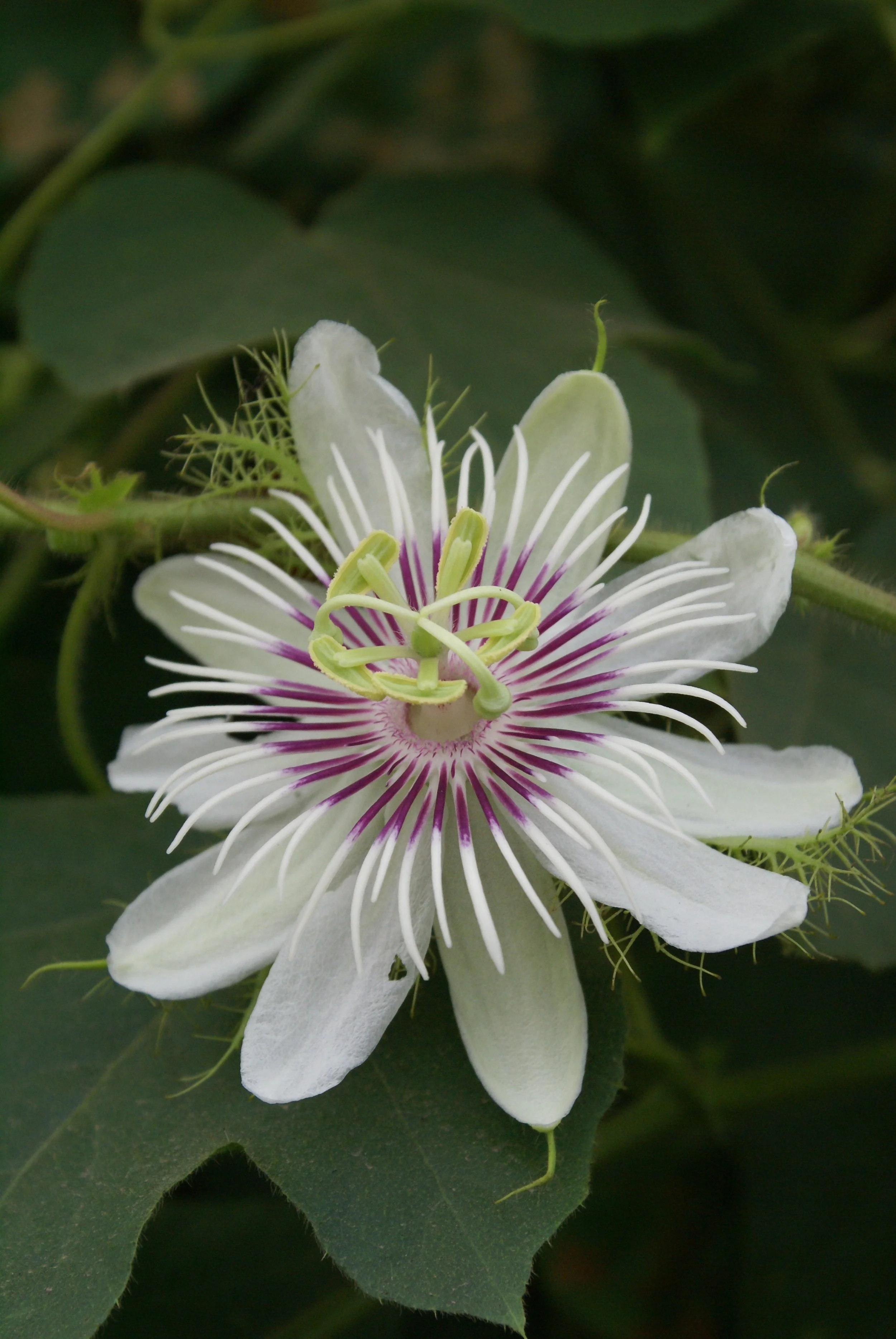 Passiflora_foetida_1.jpg