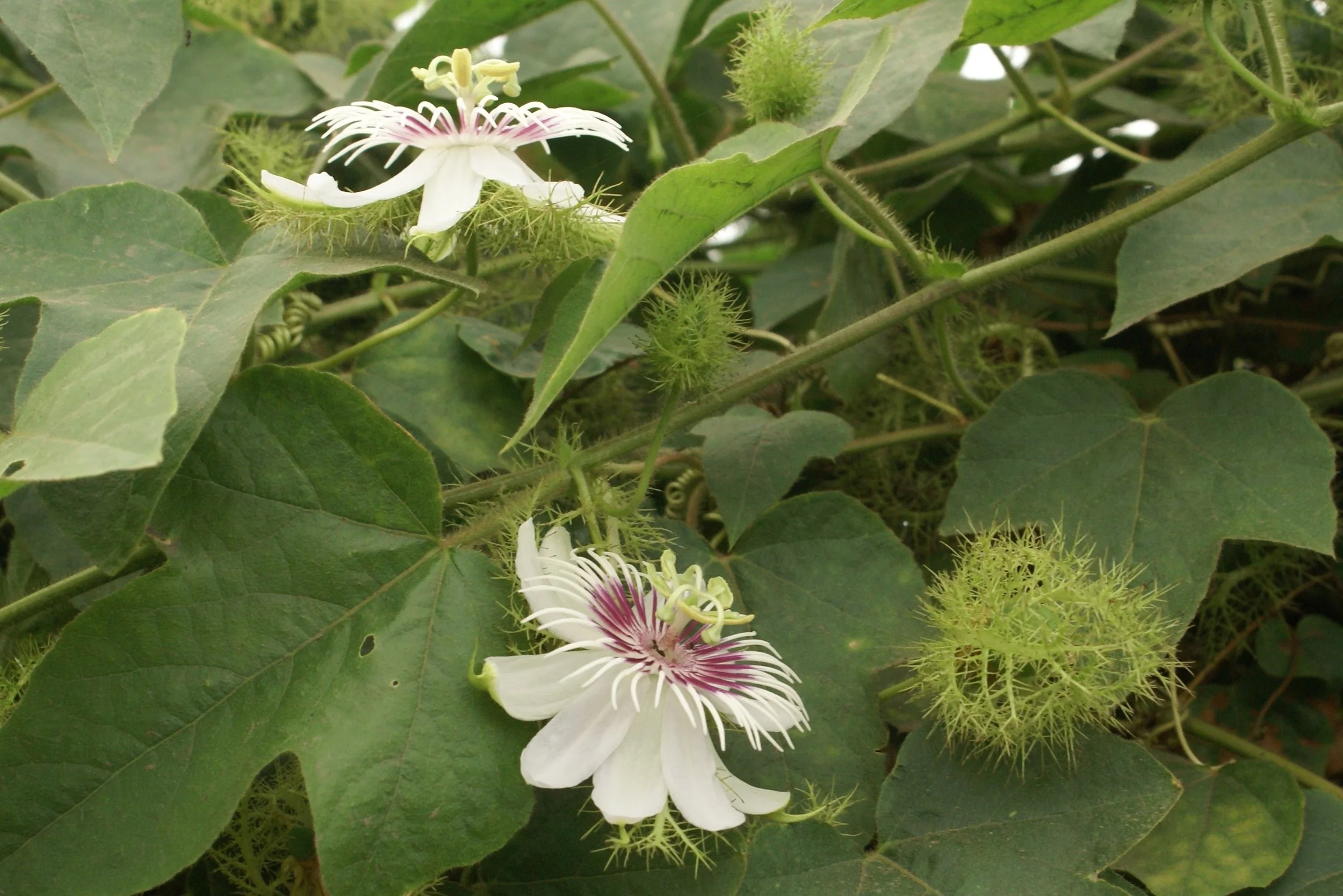 Passiflora_foetida_3.jpg