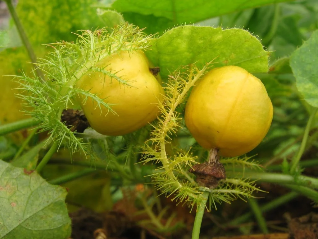 P_foetida_fruit.jpg