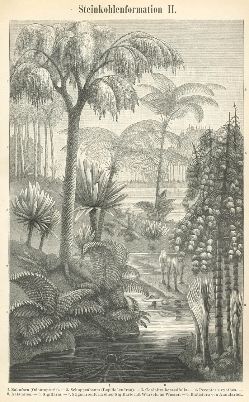 Carboniferous coal swamp reconstruction dating back to the 1800’s