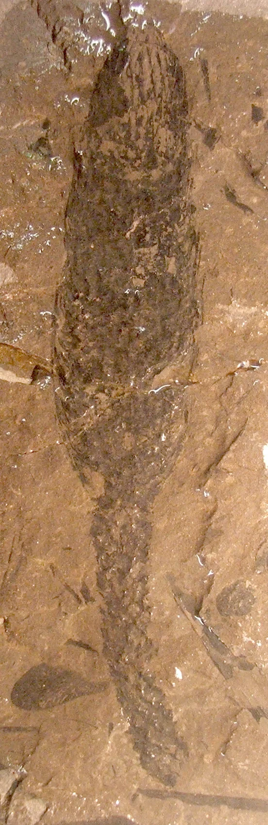 The fossilized strobilus of a Lepidodendron