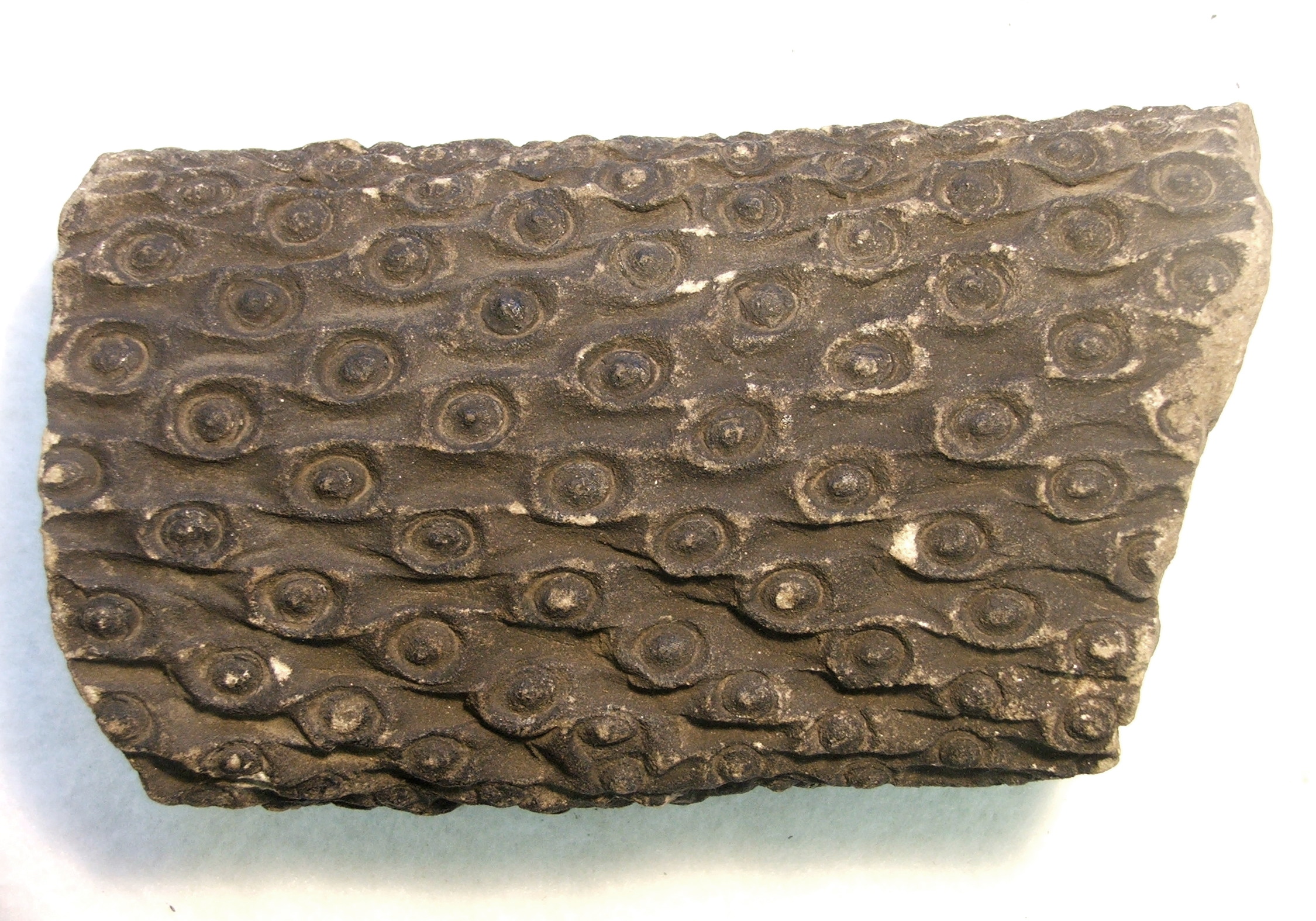 A fossilized root or “stigmaria”