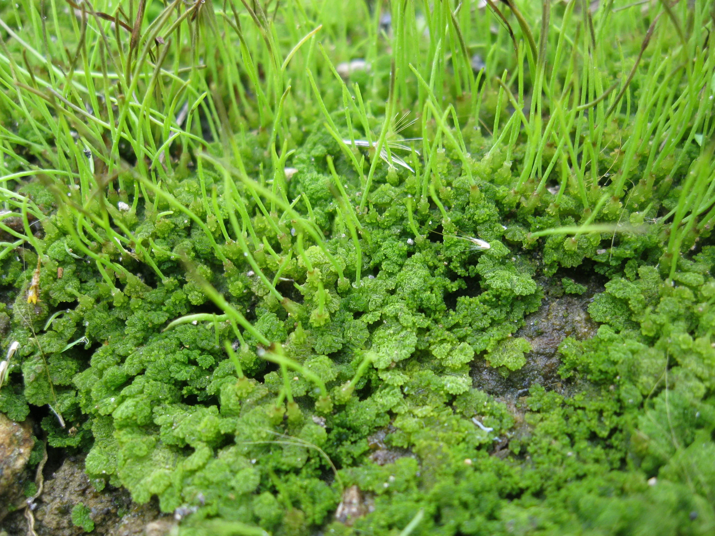 Anthoceros sp.