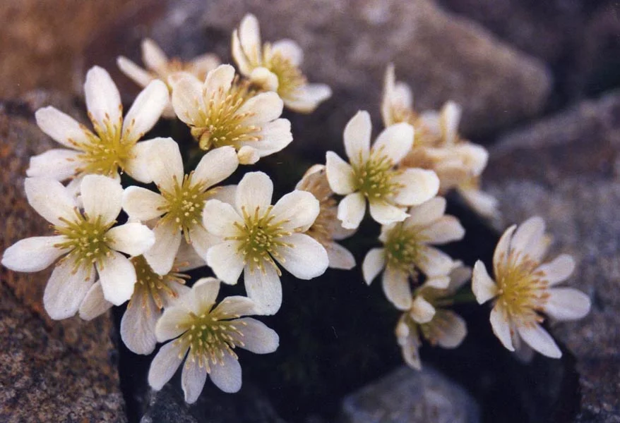 Clematis_marmoraria_3.jpg