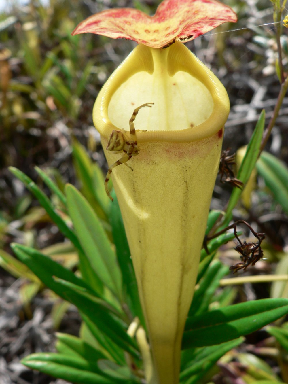 Crab Spiders and Pitcher Plants: A Dynamic Duo — In Defense of Plants