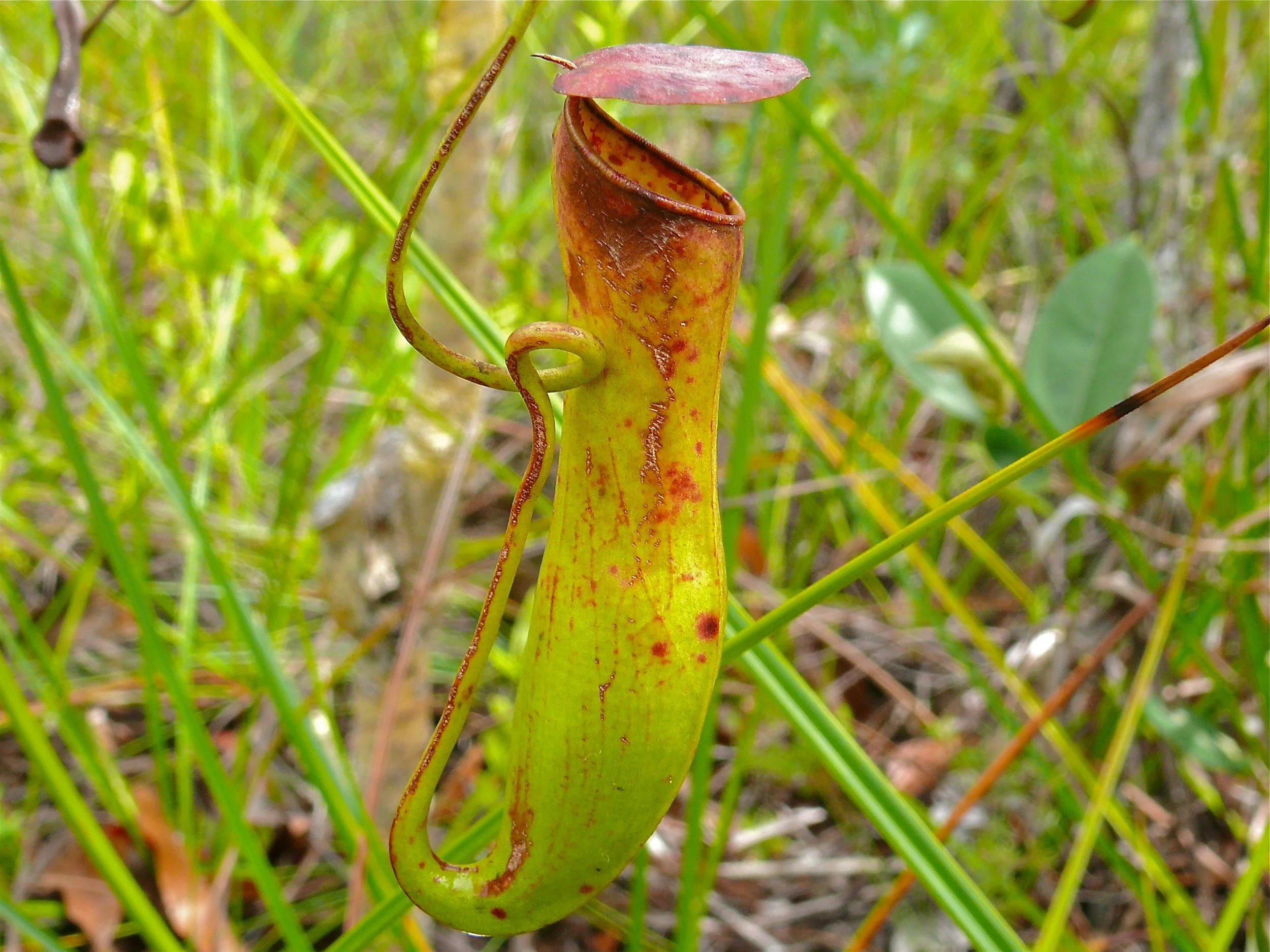 In Defense of Plants