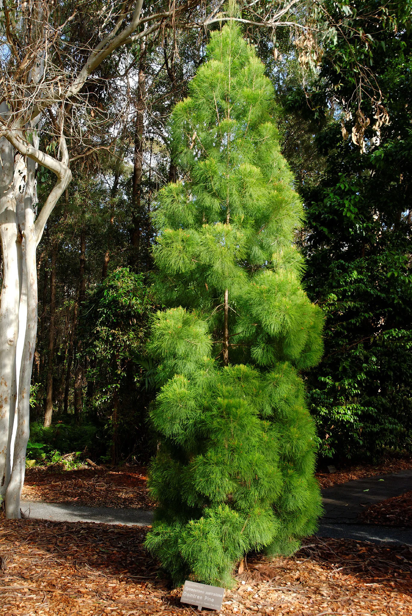 Gymnostoma sp.