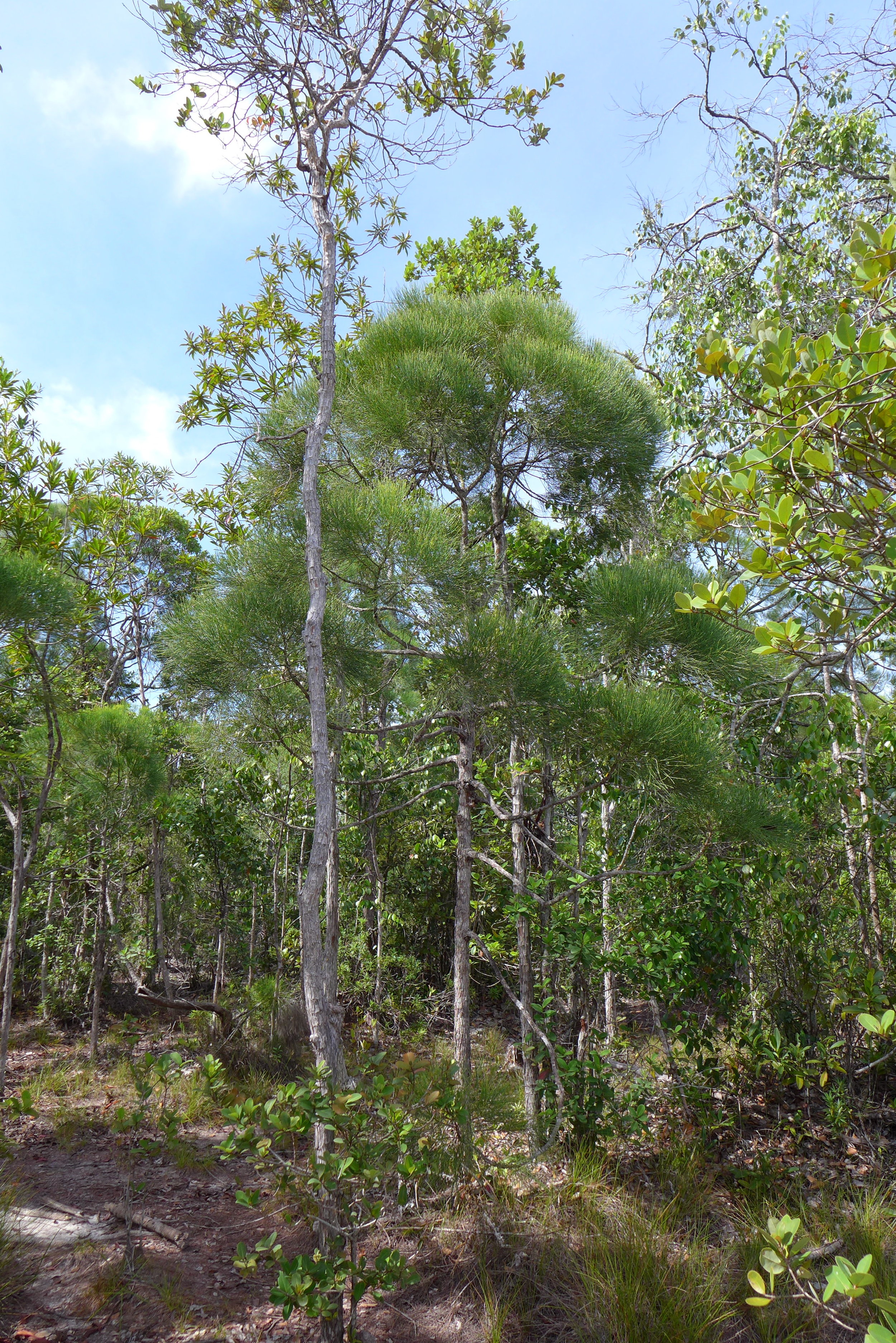Gymnostoma nobile in Sarawak, Malaysia.
