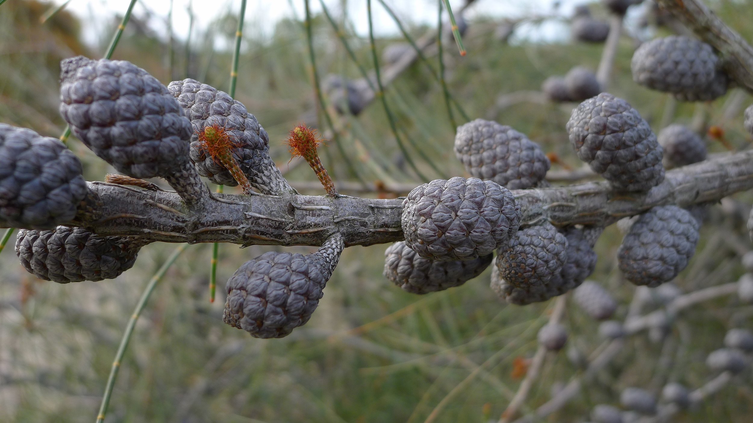 Allocasuarina distyla female flowers and infructescence.
