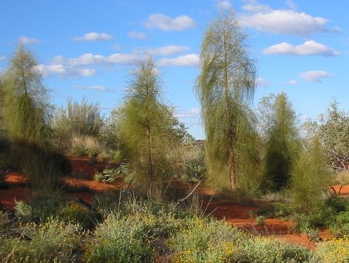 Allocasuarina decaisneana (Desert Oaks), Central Australia