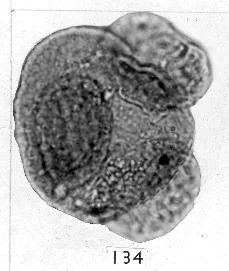 This distinctive, small, trisaccate pollen grain is typical of what you find with Microcachrys whereas all other podocarps produce bisaccate pollen.