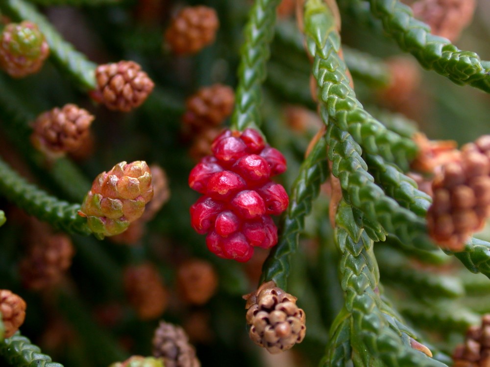 Mature female cones look more like angiosperm fruit than a conifer cone.