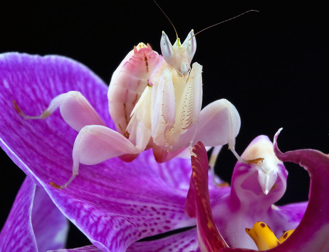 Here we see a juvenile orchid mantis perched atop a man-made orchid cultivar that would not be found in the wild.