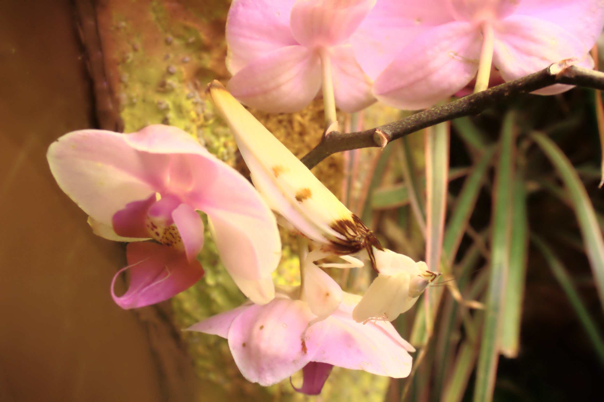 Adult orchid mantids take on a relatively drab appearance compared to their juvenile form.