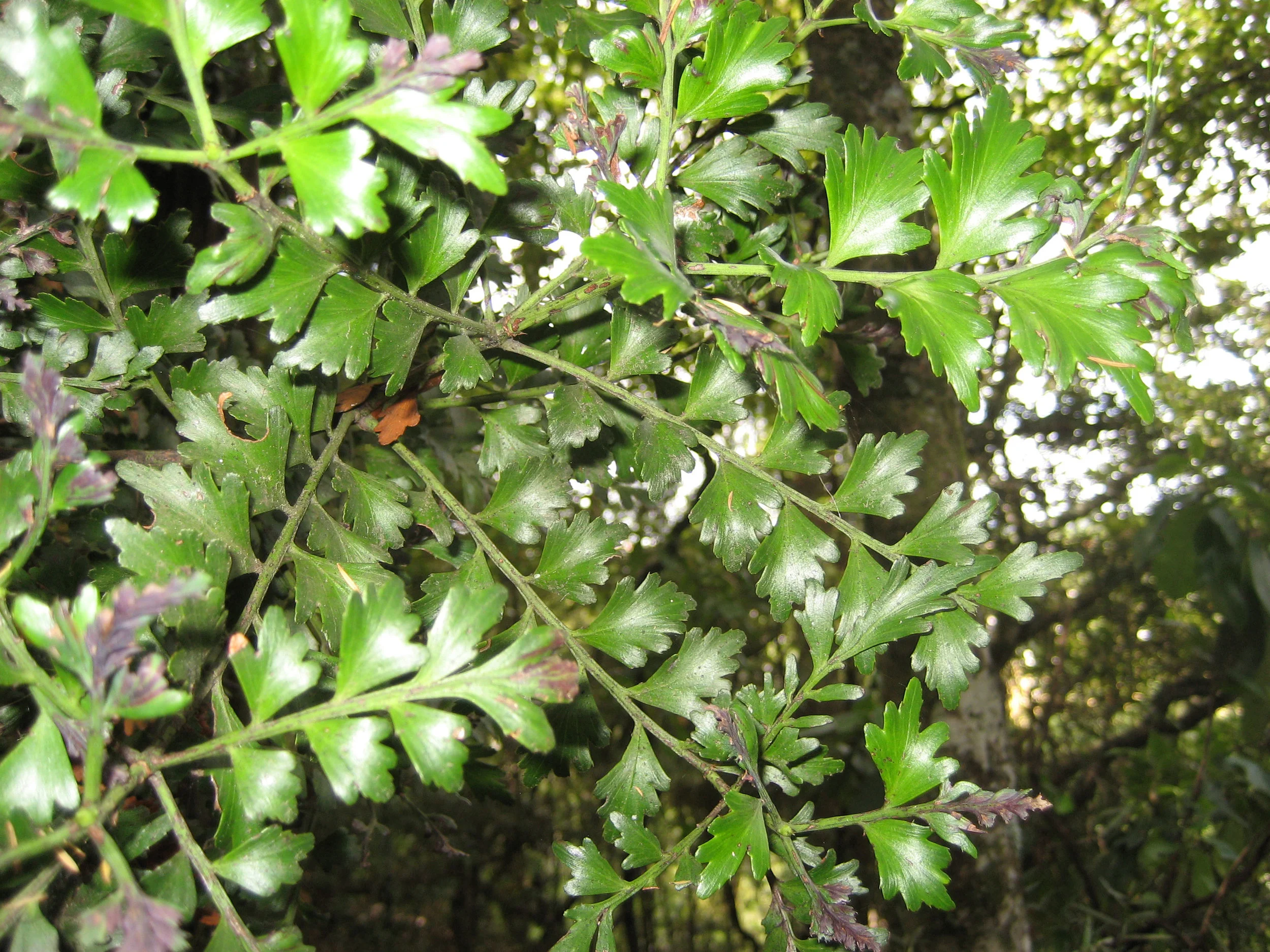 The Celery-Topped Conifers — In Defense of Plants