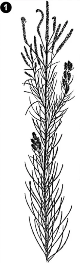 Artists reconstruction of Aethophyllum stipulare