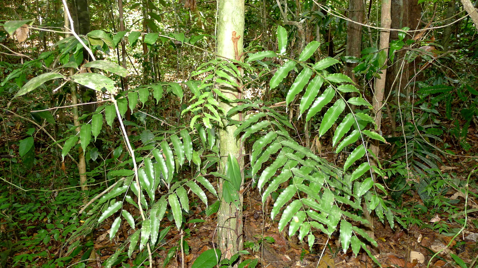 The sporophyte of a related species, Lomariopsis marginata , demonstrating the usual epiphytic habit of this genus.