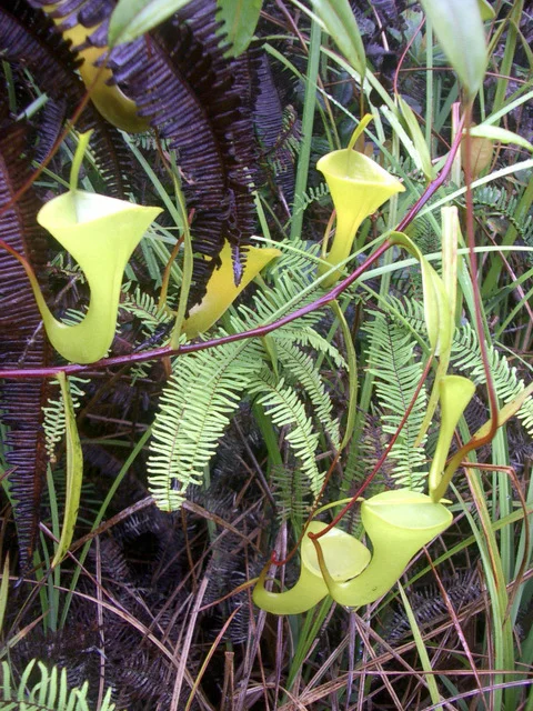 Nepenthes_inermis1.jpg