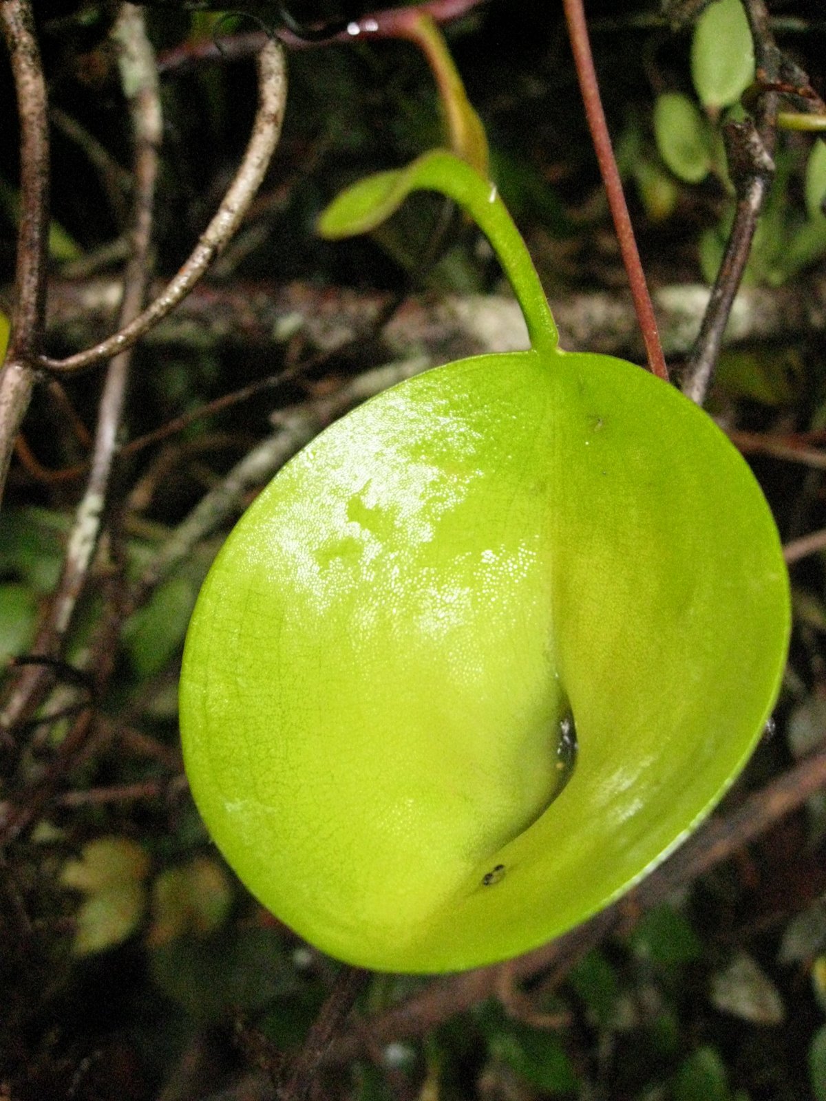 Looking into the pitcher of Nepenthes inermis .