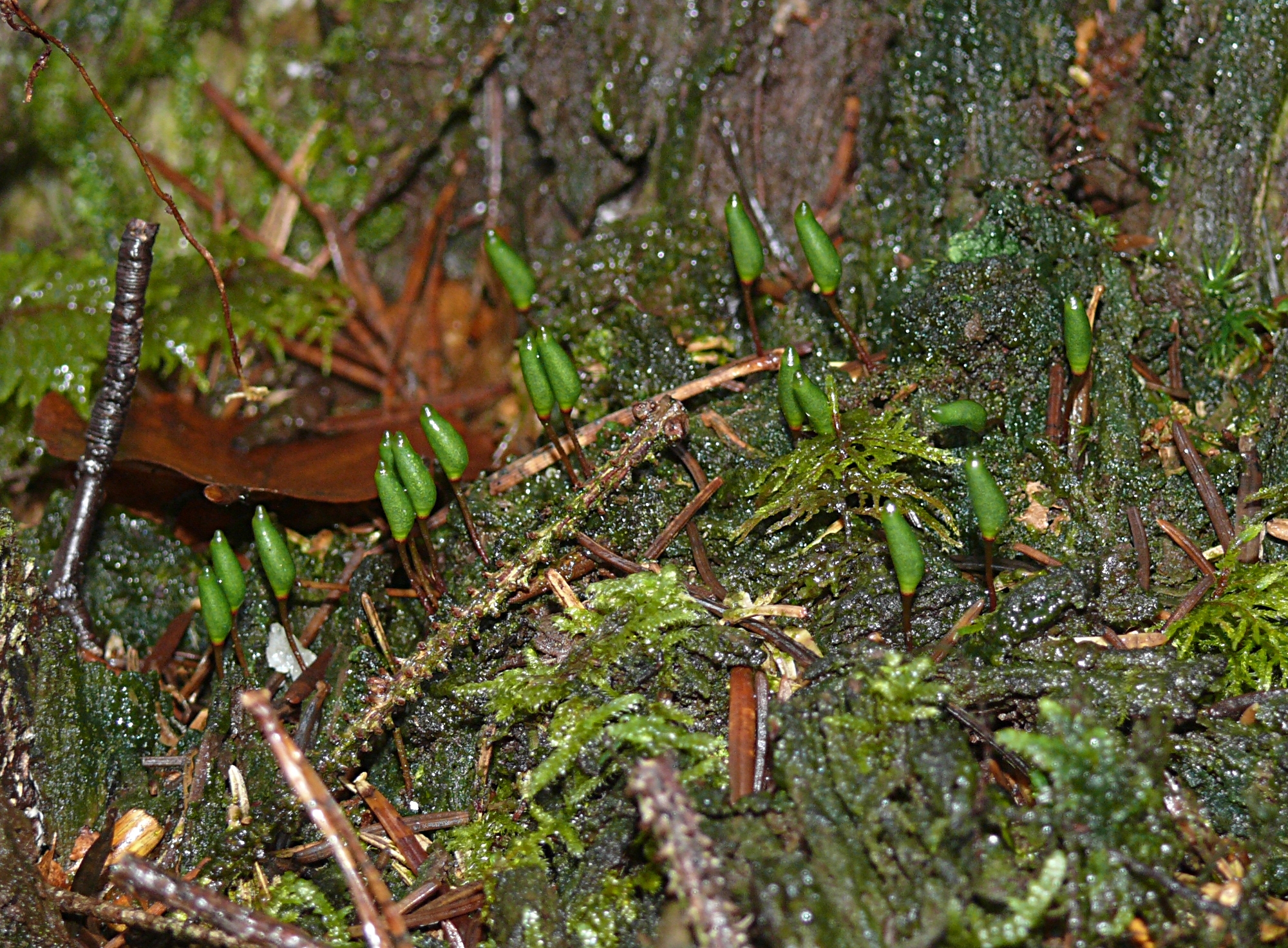 Buxbaumia viridis