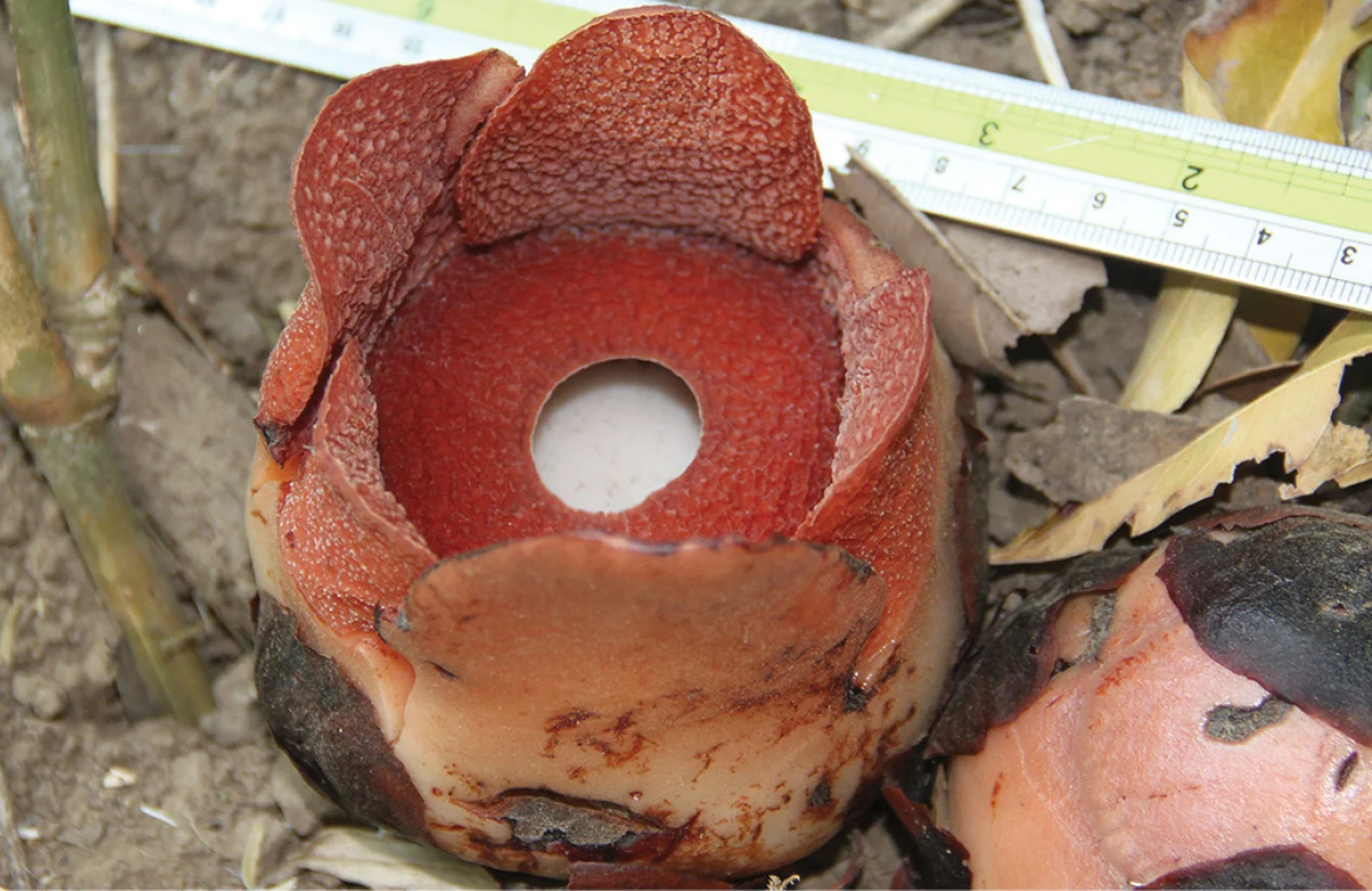 Rafflesia_consueloae_open_flower.jpg