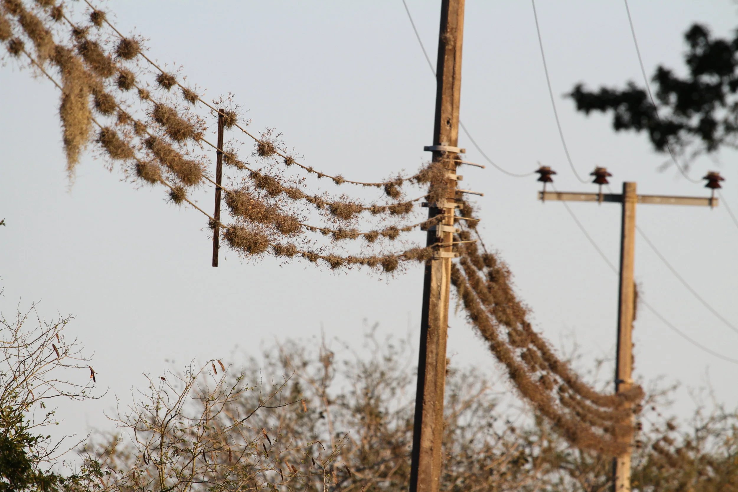 Tillandsia_recurvata_on_electricity_cables_Tamaulipas.jpg