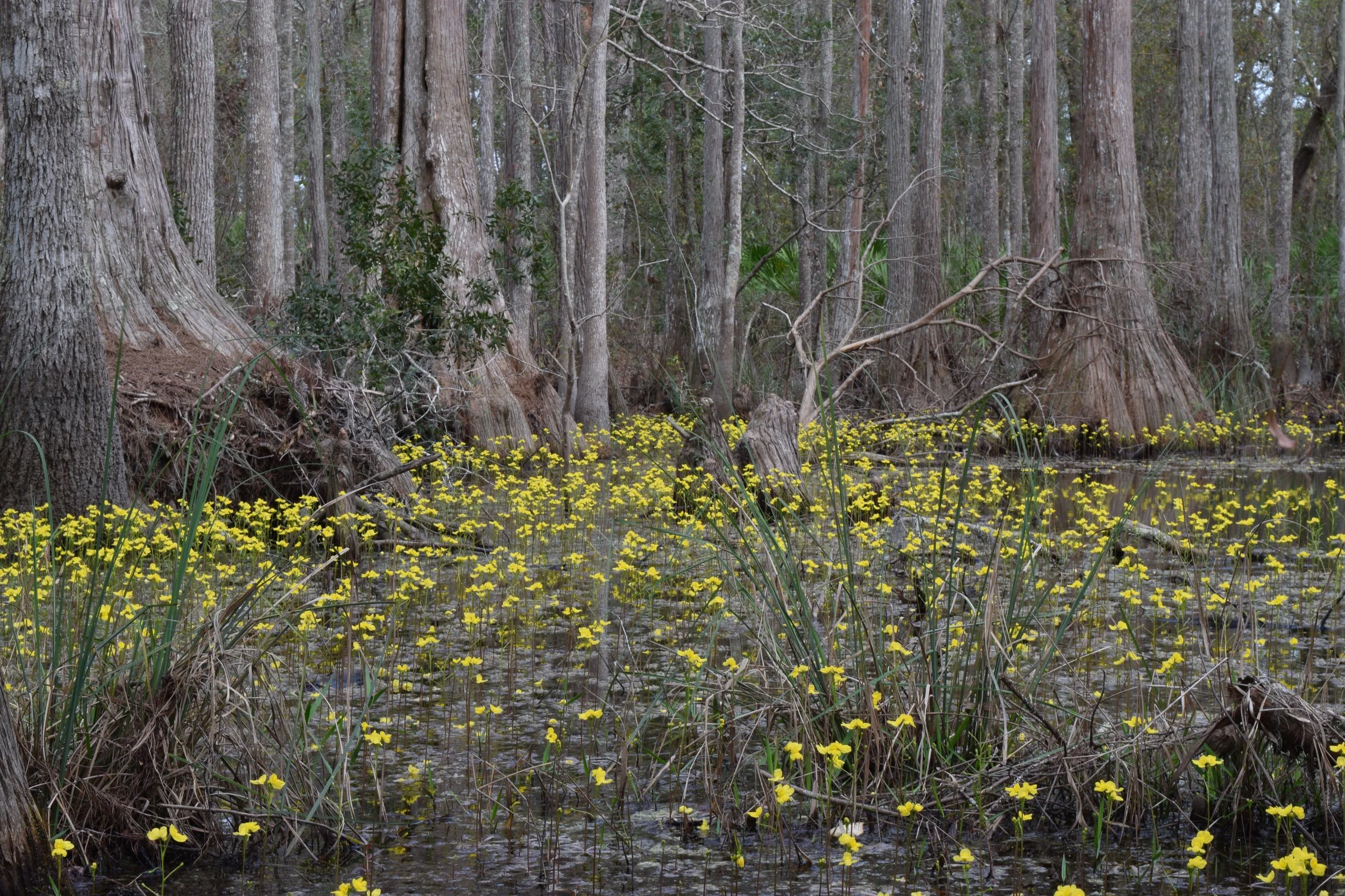 The Floating Bladderwort — In Defense of Plants
