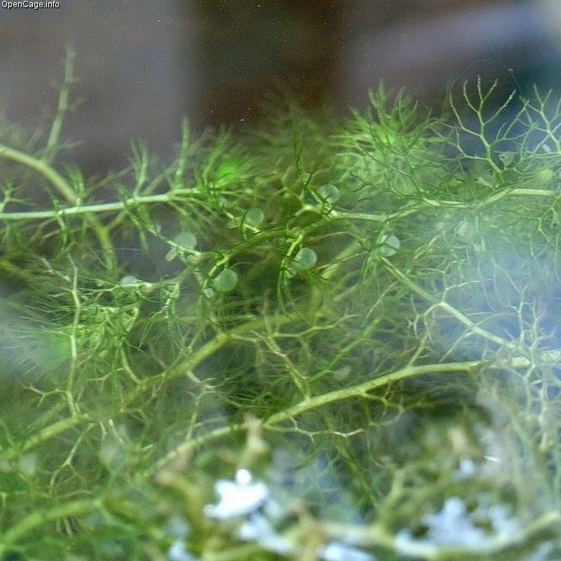 Utricularia_japonica.jpg