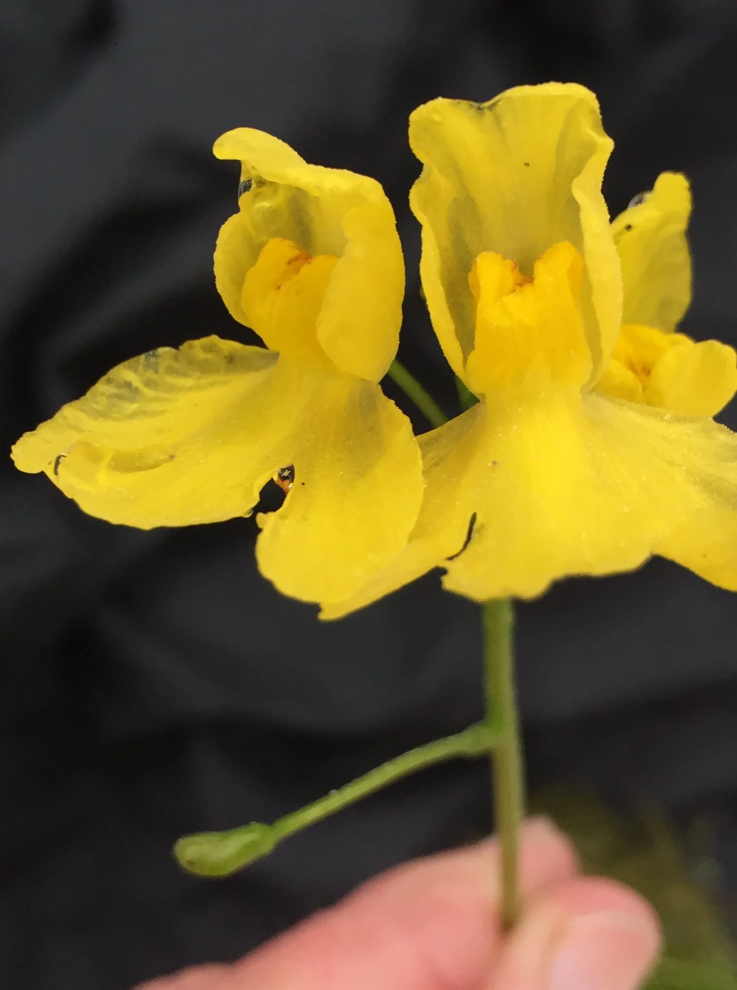 Bladderwort Plant