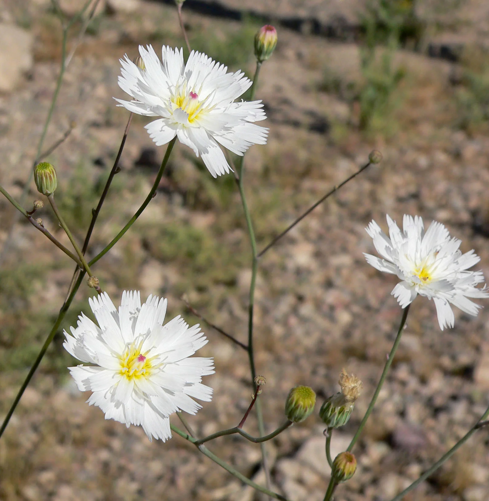 Atrichoseris_platyphylla_8.jpg