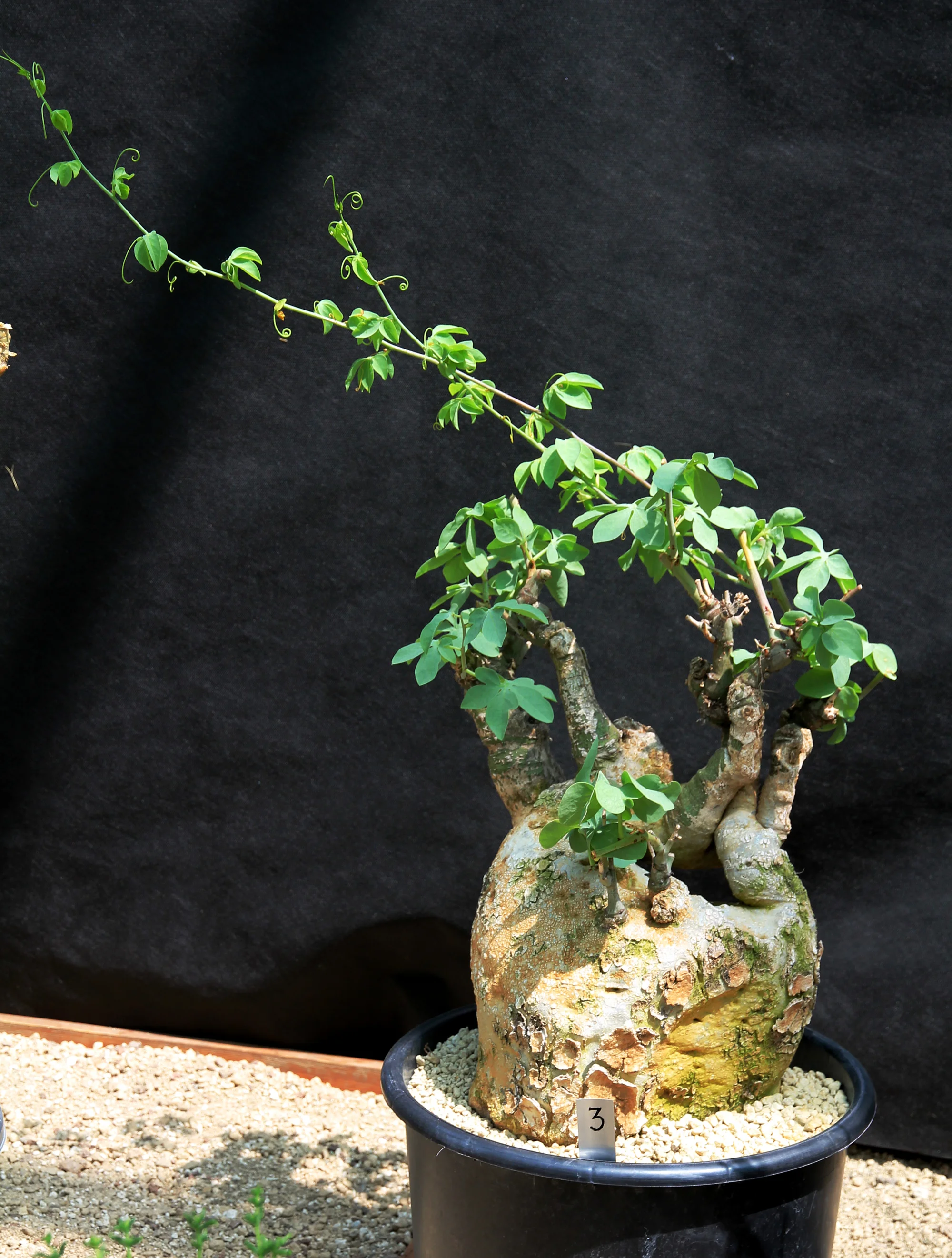 Adenia glauca