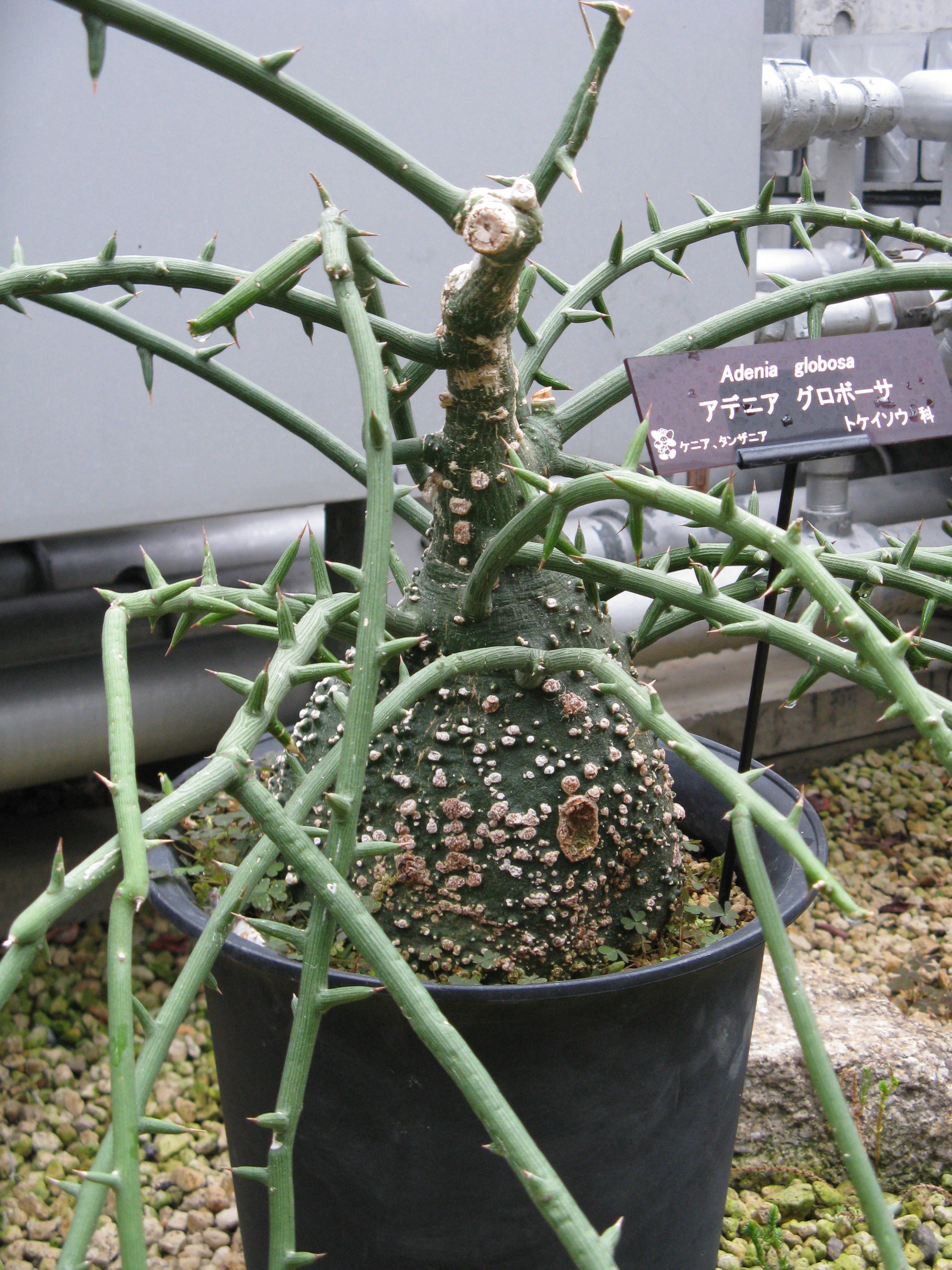 Adenia globosa