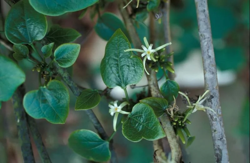 Flowers of Adenia firingalavensis