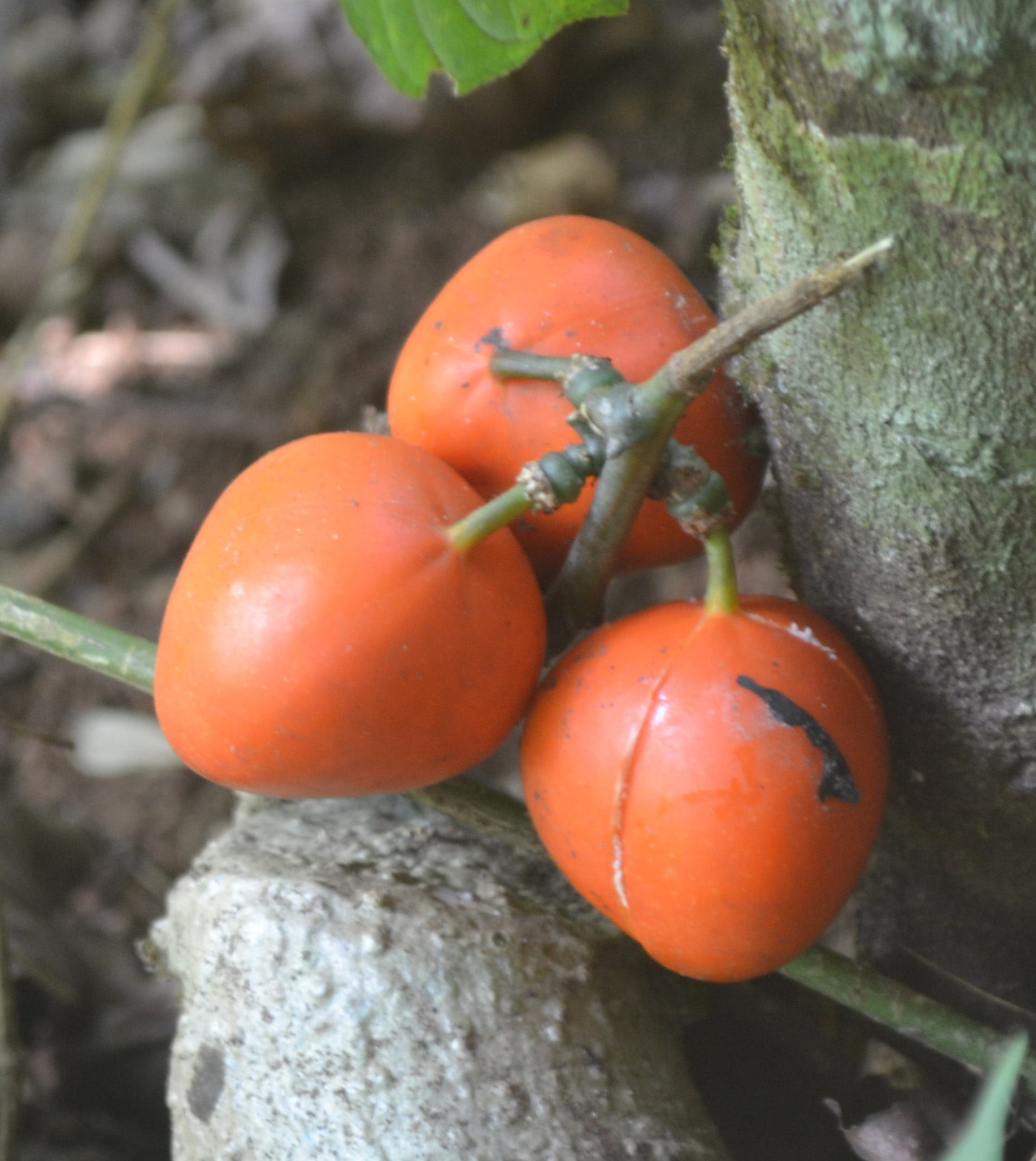 Fruits of Adenia hondala