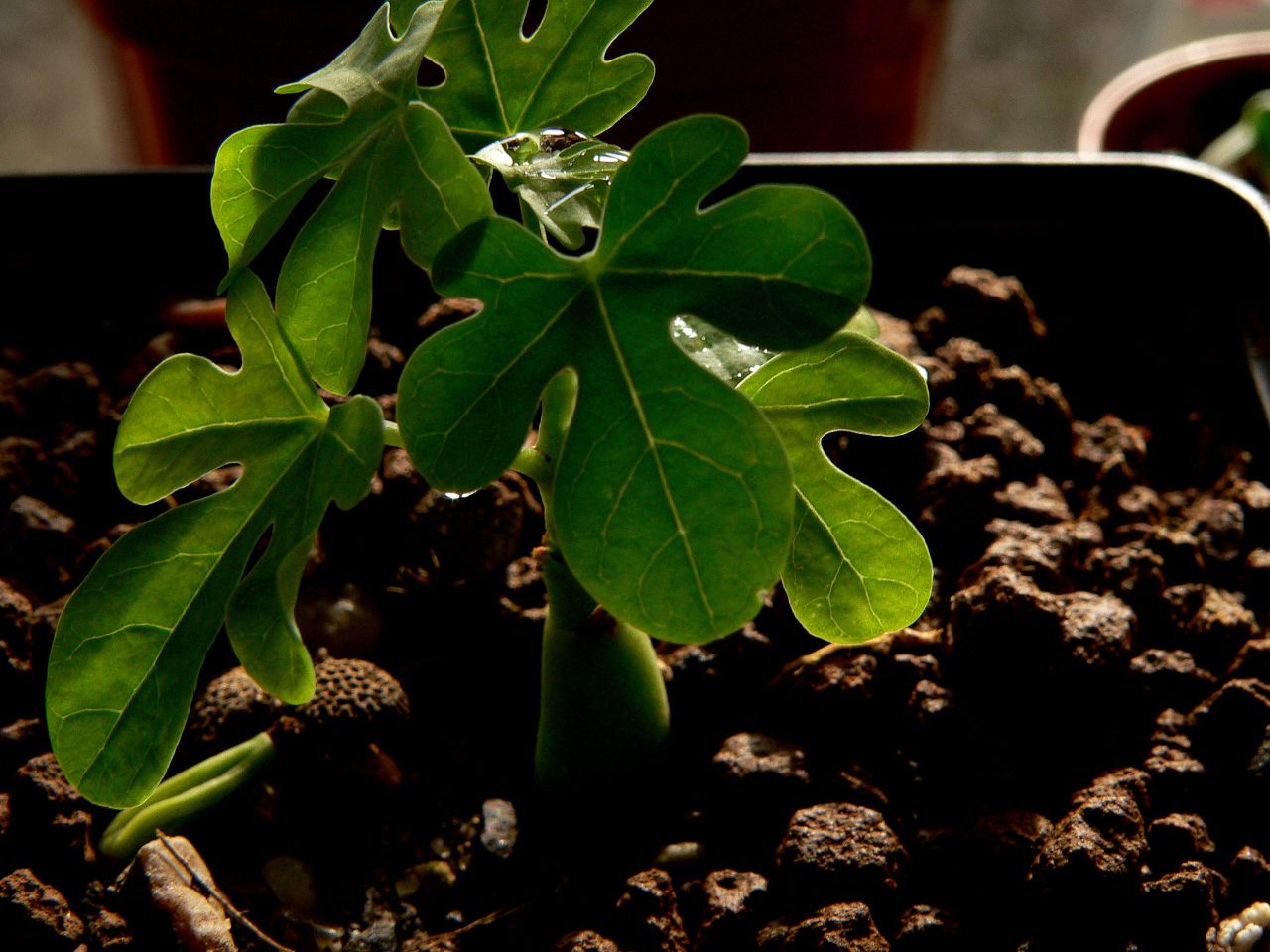 Juvenile Adenia glauca