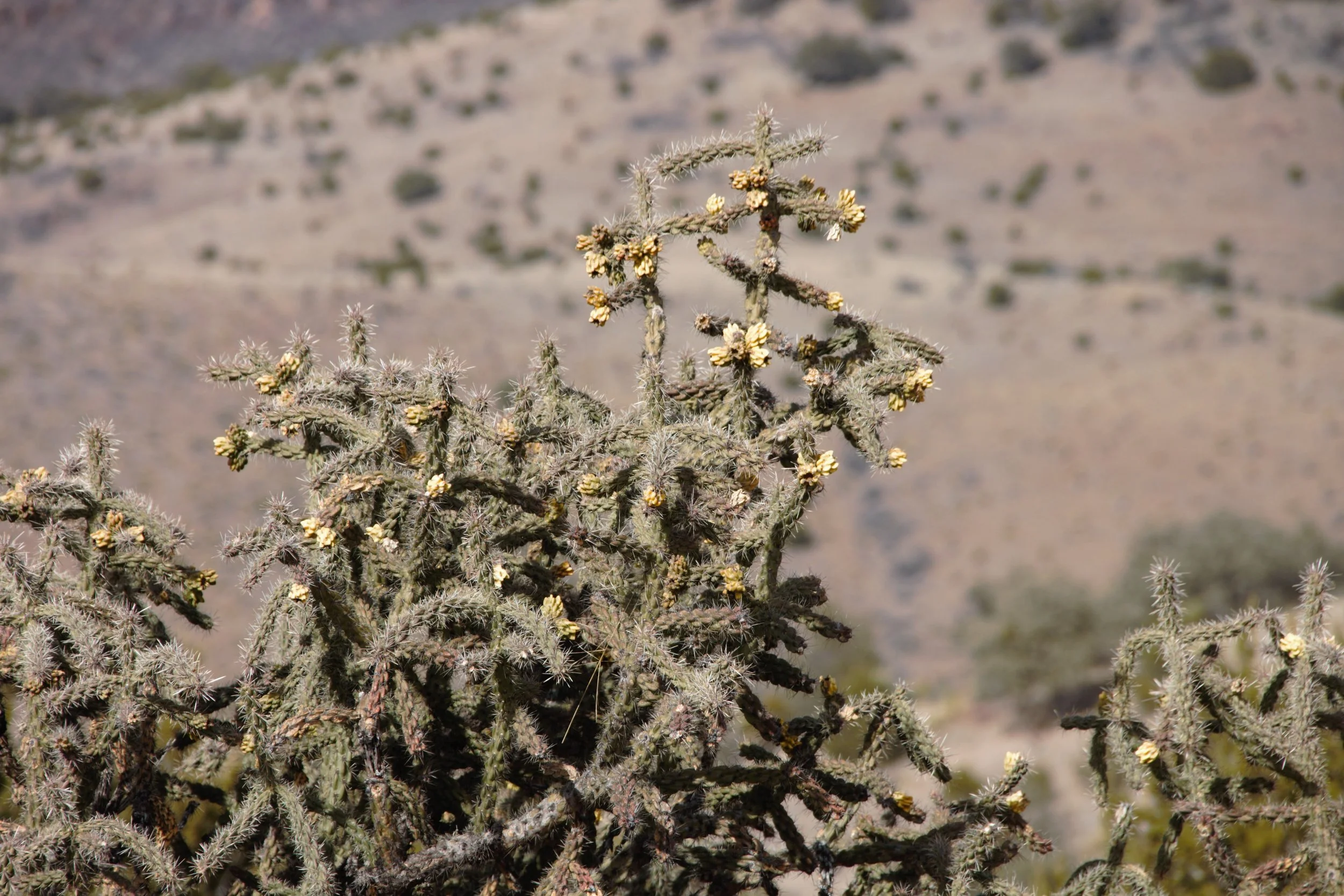 Tree cholla ( Cholla sp.)