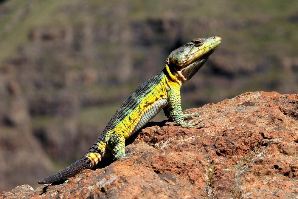 Pseudocordylus melanotus